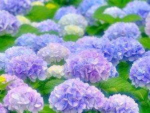 Hoa cẩm tú cầu tinh khôi