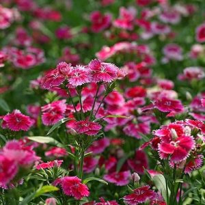 Chợ hoa 24h Đà Lạt