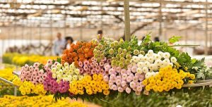 Chợ hoa 24h Đà Lạt có báo giá hoa tươi Đà Lạt ưu đãi