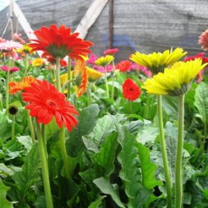 Chợ hoa 24h Đà Lạt