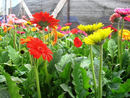 hinh-anh-hoa-dong-tien Chợ hoa 24h Đà Lạt