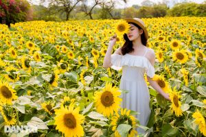 hoa Hướng dương