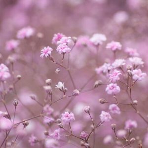 Chợ hoa 24h Đà Lạt