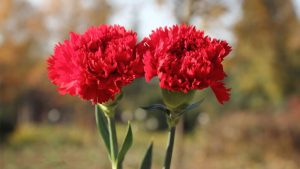 Hoa cẩm chướng với tên khoa học là Dianthus caryophyllus . Ý nghĩa của từ Dianthus tạm dịch là bông hoa tình yêu hay loài hoa của các vị thần. Theo tài liệu xưa, loài hoa này đã được phát hiện hàng thế kỷ. Nó là một trong những loài hoa được trồng từ rất lâu trên thế giới và được yêu thích nhờ vẻ đẹp, hoa lâu tàn và tỏa mùi đinh hương,. Lịch sử của hoa cẩm chướng dẫn chúng ta về thời Hy Lạp cổ đại, khi loài hoa này được sử dụng trong lĩnh vực nghệ thuật và trang trí. Người theo Đạo Công giáo tin rằng bông cẩm chướng đầu tiên nở hoa khi Đức Mẹ Maria khóc thương Chúa bị đóng đinh trên thập tự giá. Bông hoa cẩm chướng vào thời ấy được tìm thấy có màu hồng đào, nhưng theo thời gian màu của chúng đa dạng từ vàng, trắng, tím, thậm chí cả màu xanh. Cho dù qua nhiều thế kỷ, mức độ phát triển của cẩm chướng vẫn chưa hề dừng lại. Hoa cẩm chướng thể hiện sự quyến rũ, nét độc đáo và tình yêu. Cũng như các loài hoa khác , sự khác biệt về màu sắc thể hiện những thông điệp khác nhau. Ví dụ như cẩm chướng màu đỏ nhẹ thể hiện sự ngưỡng mộ, tuy nhiên màu đỏ đậm biểu lộ tình yêu sâu đậm . Cẩm chướng trắng tượng trưng cho sự trong trắng và may mắn, màu hồng lại biểu lộ lòng biết ơn. Trong thế kỷ 20, hoa cẩm chướng là loài hoa chính thức tượng trưng cho Ngày của Mẹ tại nhiều quốc gia trên thế giới. Trong cuộc sống ngày nay, cẩm chướng là sự lựa chọn cho nhiều dịp, sự kiện trong năm. Đó là loài hoa chỉ nhìn thoáng qua đã nhận ra, chúng toát lên vẻ quyến rũ hớp hồn mọi người trên thế giới. Thật sự ở rất nhiều quốc gia, mức độ phổ biến của chúng hơn nhiều loại hoa khác kể cả hoa hồng. Sức mạnh tình cảm mà loài hoa này mang lại là sự kết hợp hoàn hảo giữa vẻ đẹp cổ điển và độ bền dẻo dai.