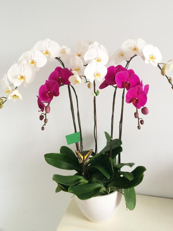 Chậu Lan Hồ Điệp 5 cành mix trắng – tím