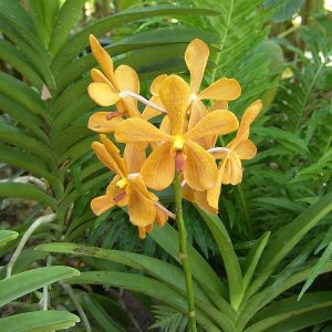 Chợ hoa 24h Đà Lạt