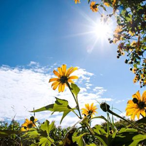 Chợ hoa 24h Đà Lạt