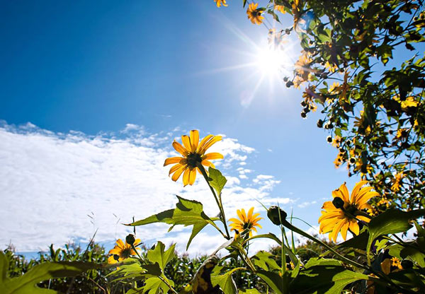 nang Chợ hoa 24h Đà Lạt